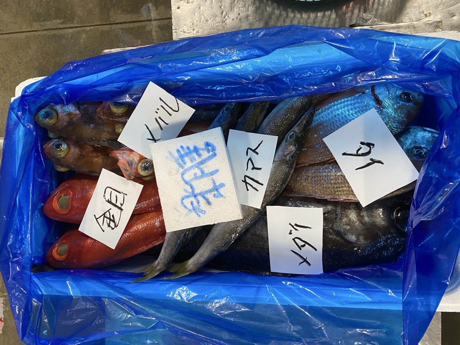 保護中: 銚子おさかなBOX | 〆印島長水産